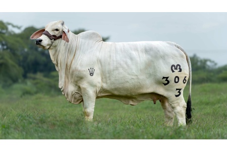 LOTE 07 - MRM YENI FIV 306/3