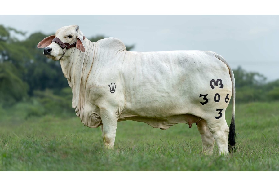 LOTE 07 - MRM YENI FIV 306/3