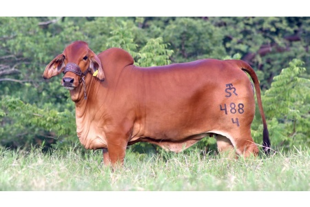 LOTE 08 - GSRT DOŃA JENNY JACK FIV