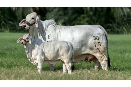 LOTE 09 - JADL AURORA TE 75/3