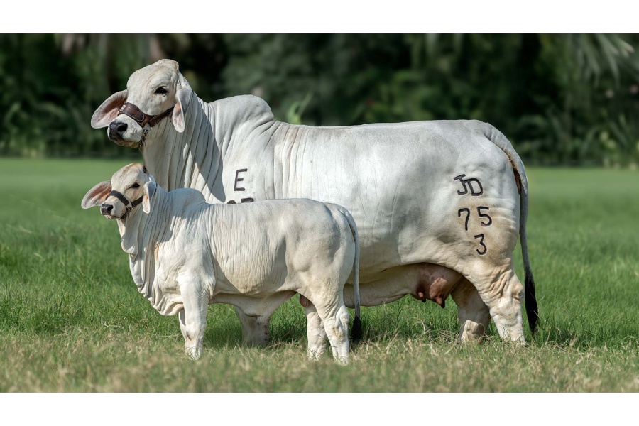 LOTE 09 - JADL AURORA TE 75/3