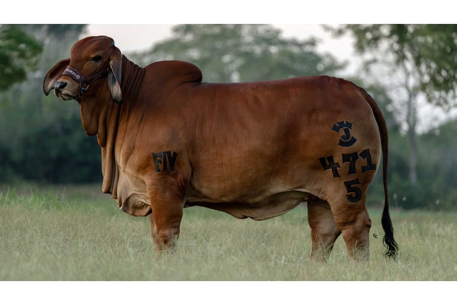 LOTE 01 - HG MISS FATIMA 471/5