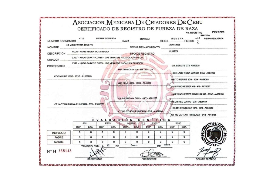 LOTE 01 - HG MISS FATIMA 471/5
