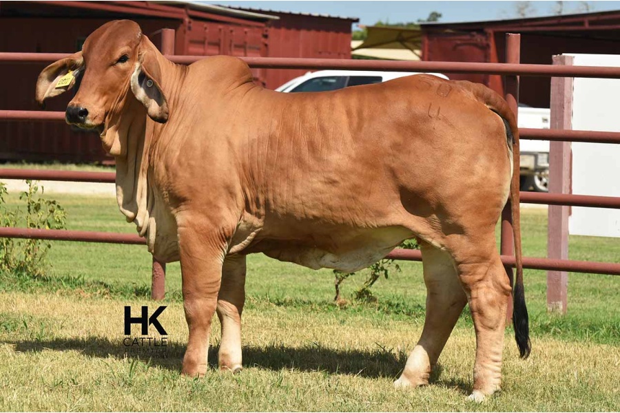 LOT 10 - HK MS. TAZ AMERICA 507/4