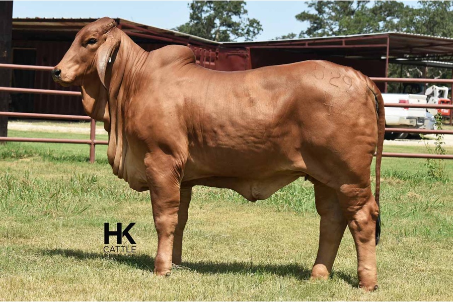 LOT 07 - HK MS. TAZ RAY 529/4