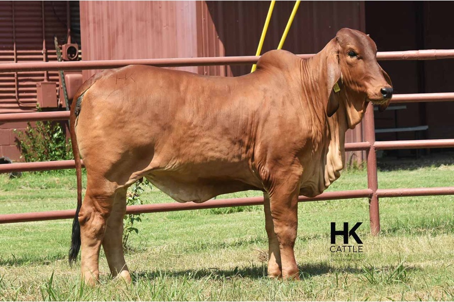 LOT 09 - HK MS. TAZ REPLICA 505/4