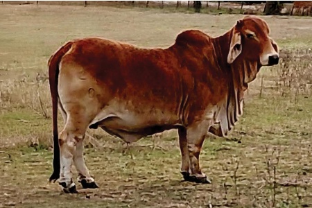 LOT 010 - PCC NEW POLLED ROSALENA (P)
