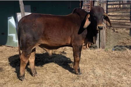 LOT 012 - TP MR ALAMBRE 43