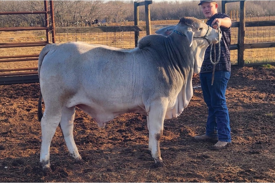 LOT 017 - MR. LBM 2502 BUSTER