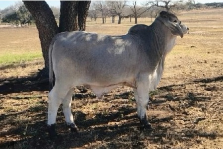 LOT 018 - MR. LBM 2503 COWBOY