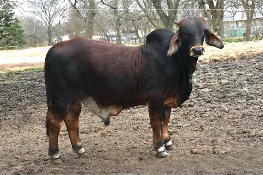 LOT 019 - MR PB RED RONNIE 115