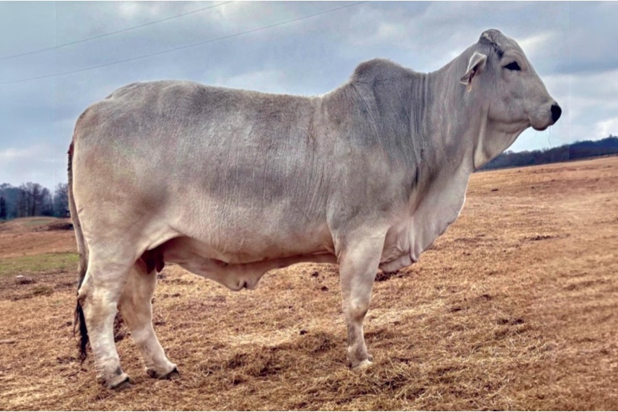 LOT 021 - MISS KLN 145