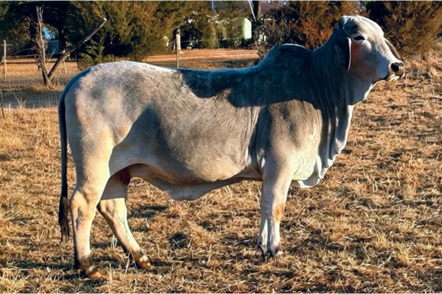LOT 023 - MISS WOOTEN 56/9