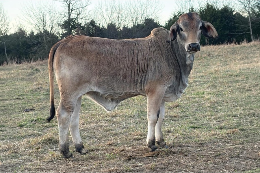 LOT 024 - LCB LAURA 04/25 (S)