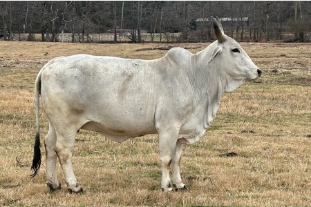 LOT 026 - MISS CIRCLE H 24/0