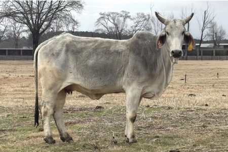 LOT 027 - MISS CIRCLE H 25/0