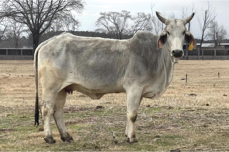 LOT 027 - MISS CIRCLE H 25/0