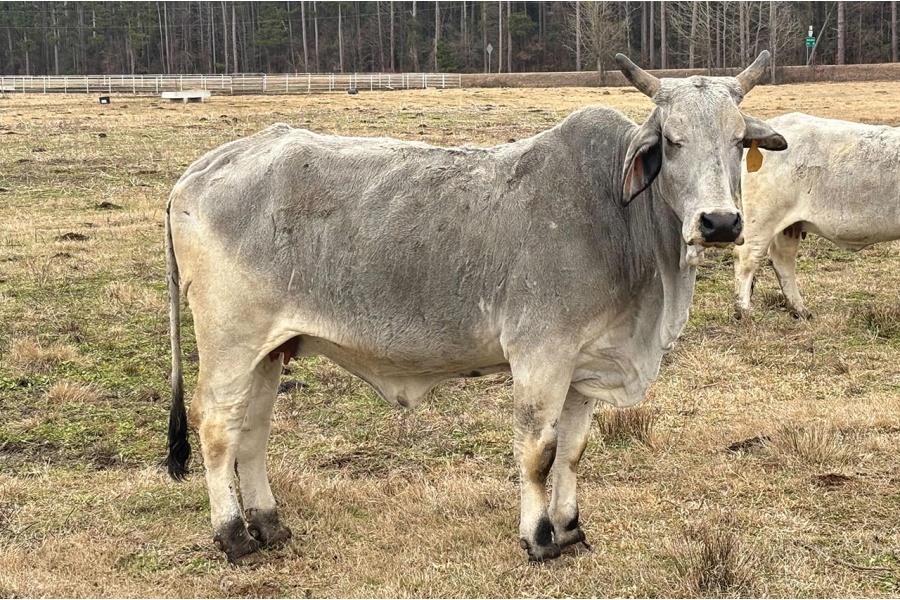 LOT 028 - MISS CIRCLE H 26/0