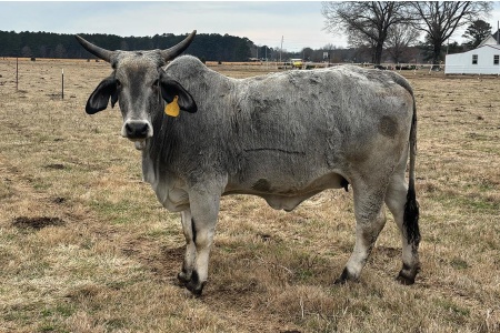 LOT 029 - MISS CIRCLE H 27/0