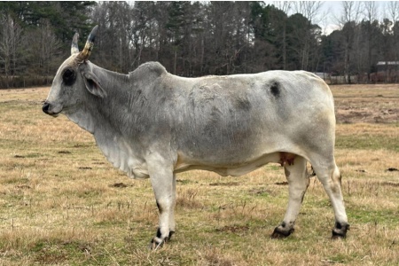 LOT 030 - MISS CIRCLE H 425