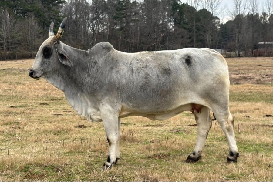 LOT 030 - MISS CIRCLE H 425