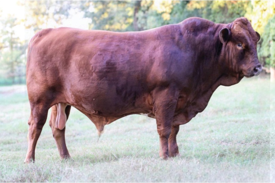 LOT 034 - BWB 7823 BB