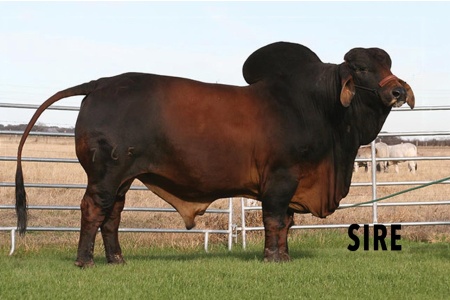 LOT 007 - LCC MS ANN RHINO 112