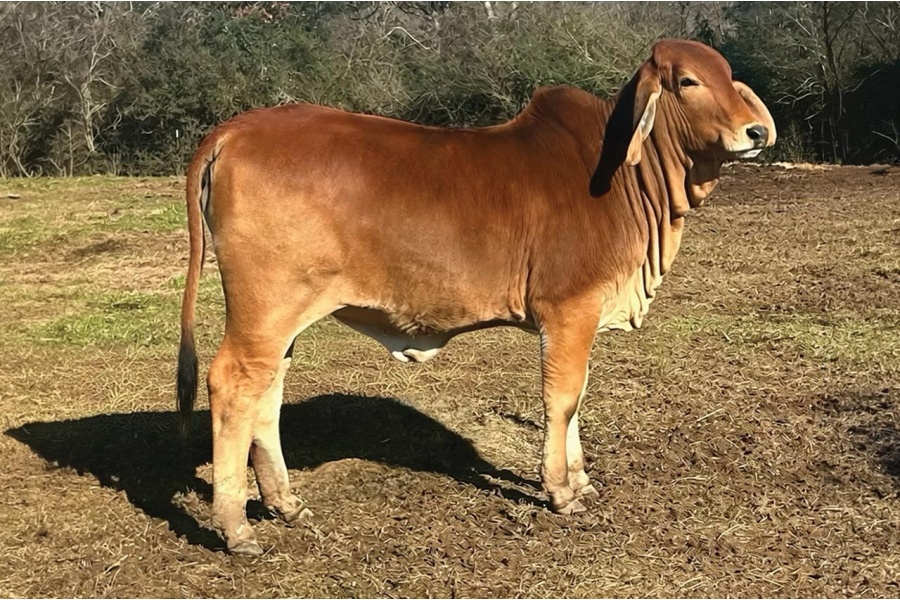 LOT 008 - LCC MS. LUCY 137