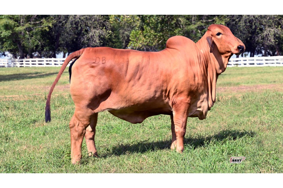 LOT 05 - DB SOUTHERN STYLE 2/285