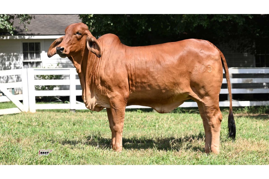 LOT 09 - DB SOUTHERN STYLE 2/303