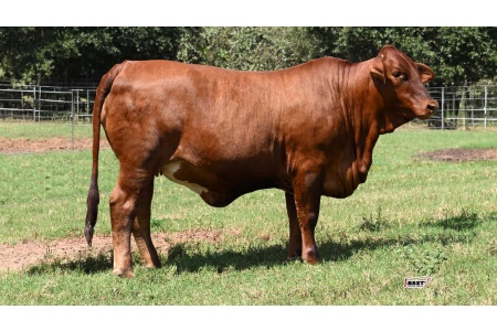 LOT 13 - F1 FEMALE 2/322