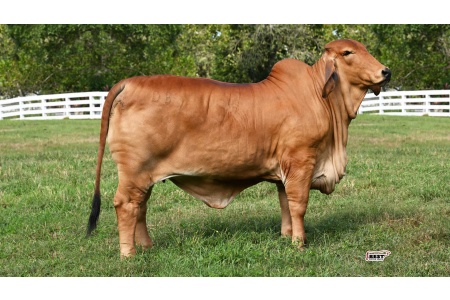 LOT 06 - DB SOUTHERN STYLE 2/325