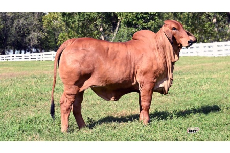 LOT 07 - DB SOUTHERN STYLE 2/335