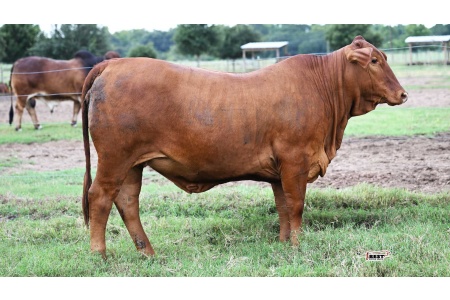 LOT 14 - F1 FEMALE 2/342