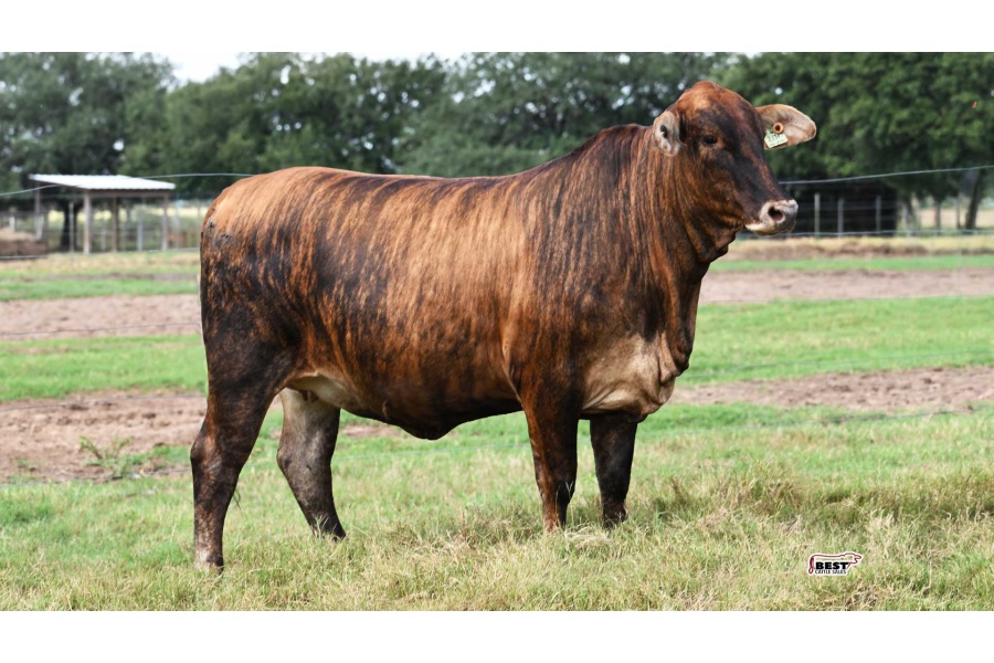 LOT 15 - F1 FEMALE 2/347