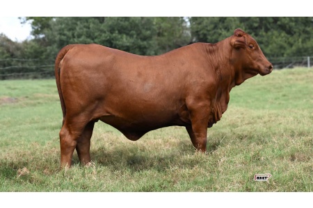 LOT 12 - F1 FEMALE 2/393