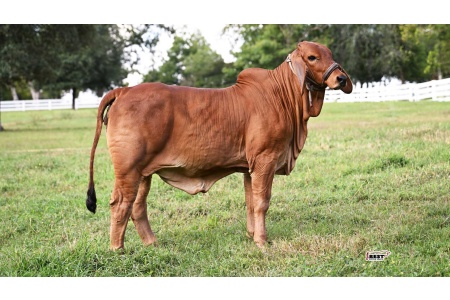 LOT 08 - DB SOUTHERN STYLE 2/424