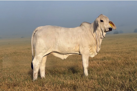 LOT 05 - MS US POLLED EVELYN 105/6 (P)