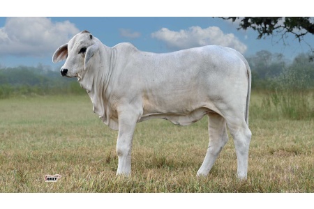 LOT 06 - MS US POLLED TEAGAN 117/6 (P)
