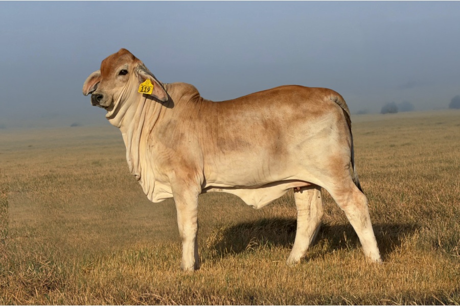 LOT 04 - MS US POLLED SCARLETT JO 119/6