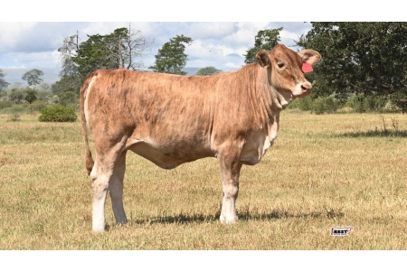 LOT 10 - 137 - Golden Certified F1 Heifer