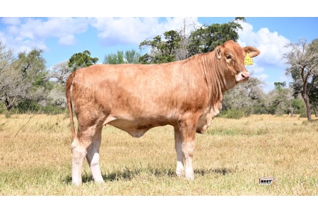 LOT 11 - 141 - Golden Certified F1 Heifer