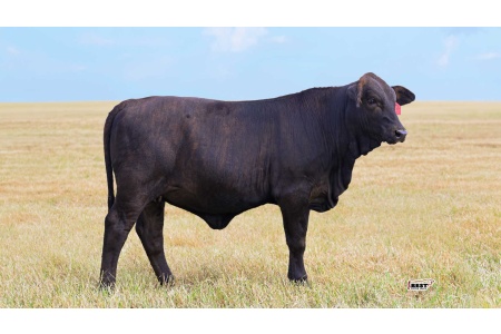 LOT 14 - 142 - Golden Certified F1 Heifer