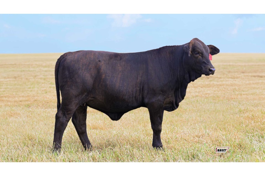 LOT 14 - 142 - Golden Certified F1 Heifer
