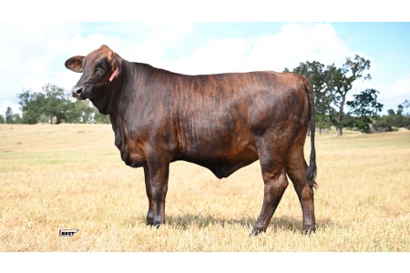 LOT 15 - 143 - Golden Certified F1 Heifer