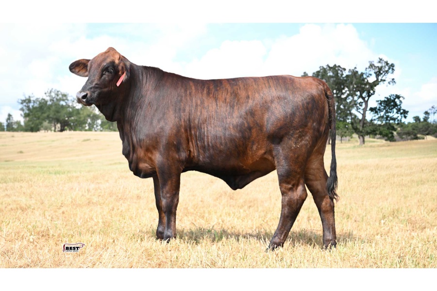 LOT 15 - 143 - Golden Certified F1 Heifer