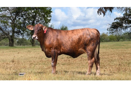 LOT 12 - 146 - Golden Certified F1 Heifer