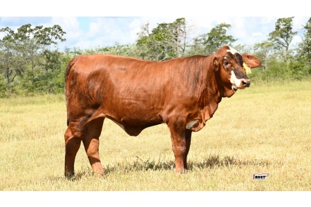 LOT 13 - 147 - Golden Certified F1 Heifer
