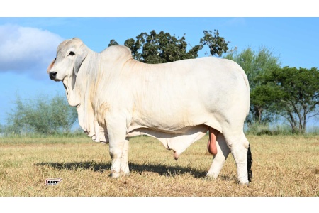 LOT 08 - MR US POLLED ABRAM 26/5 (P)