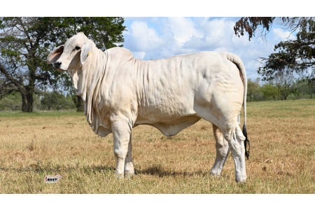 LOT 02 - MS US POLLED SAVANNAH 65/5(P)